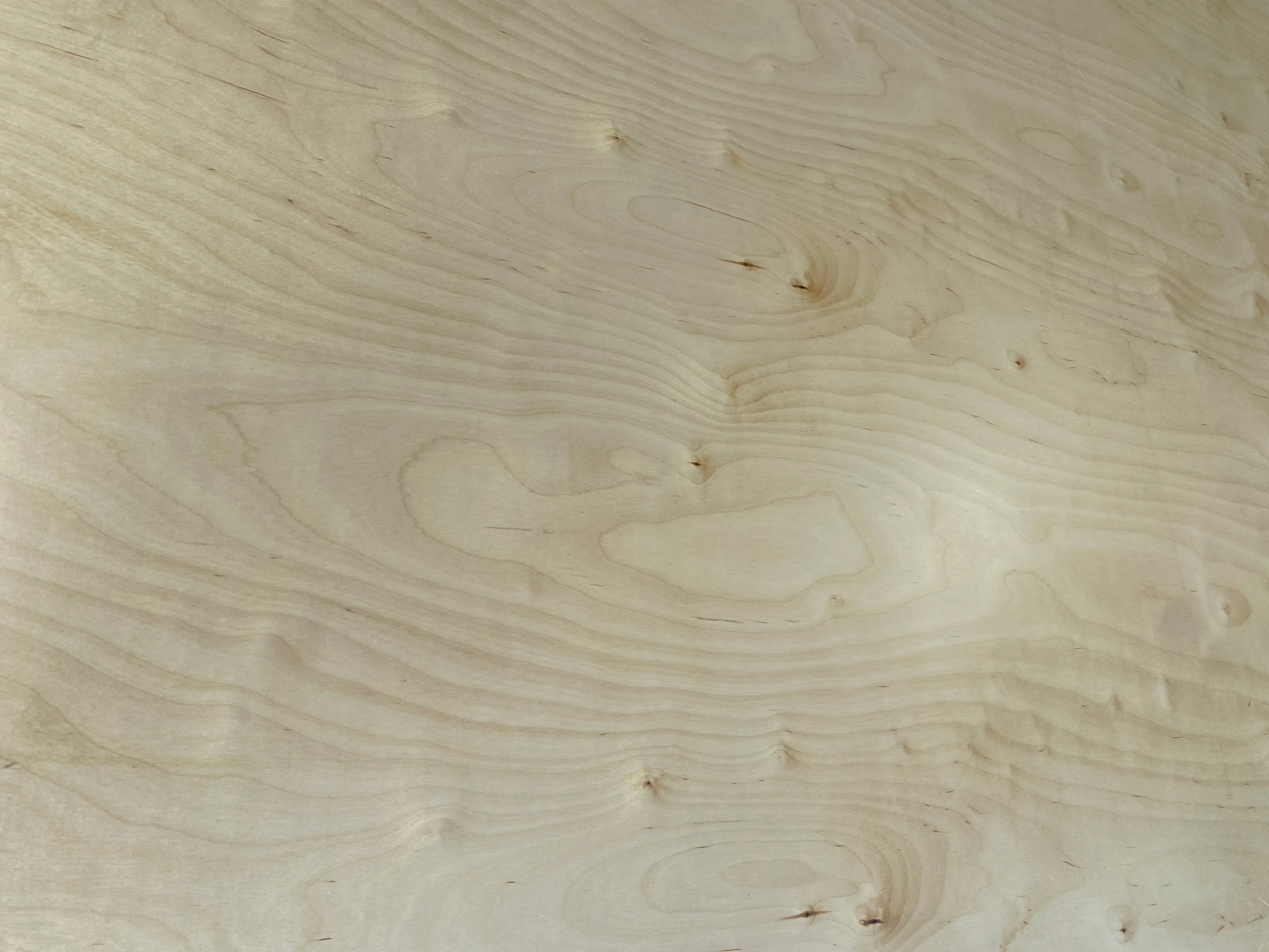 Contreplaqué Bouleau - 2450 x 1230 x 18,5 mm - Image 4